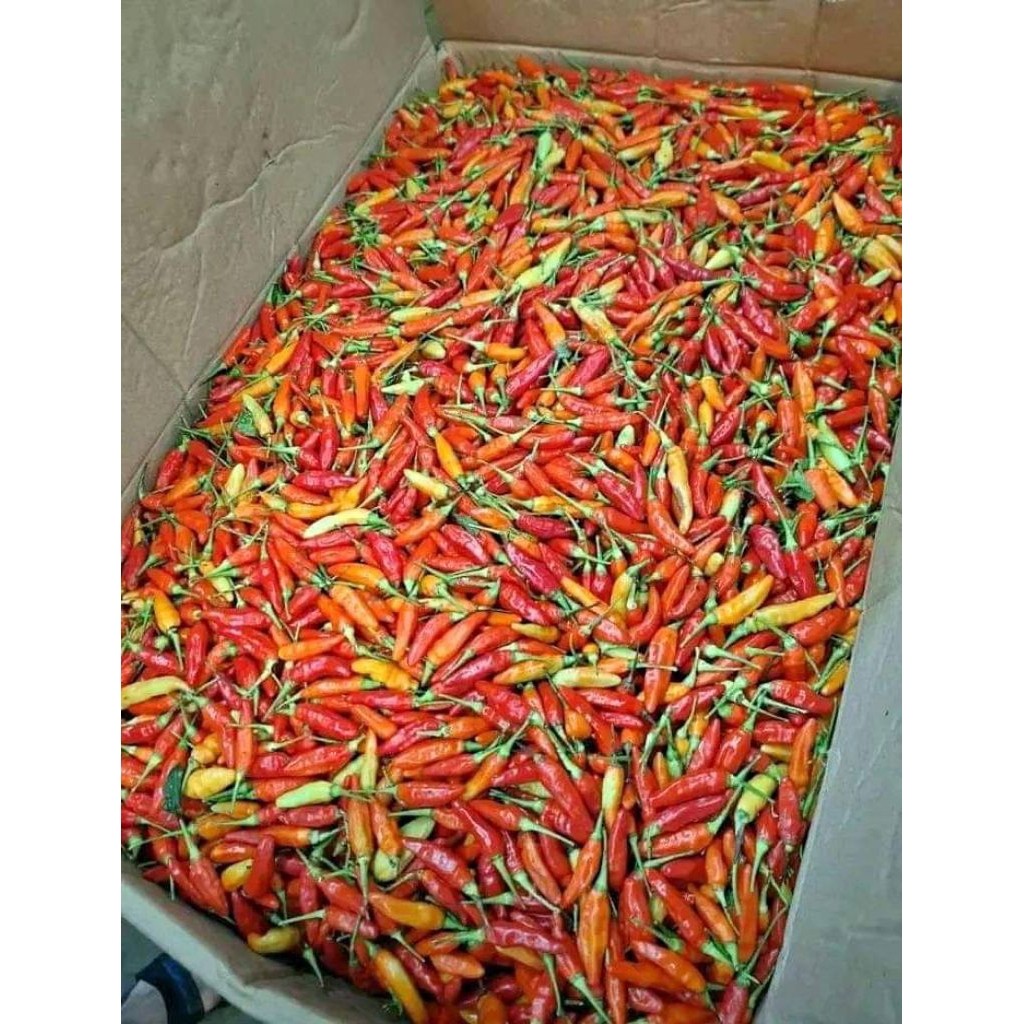 

PROMO cabe rawit setan kualitas premium1kg