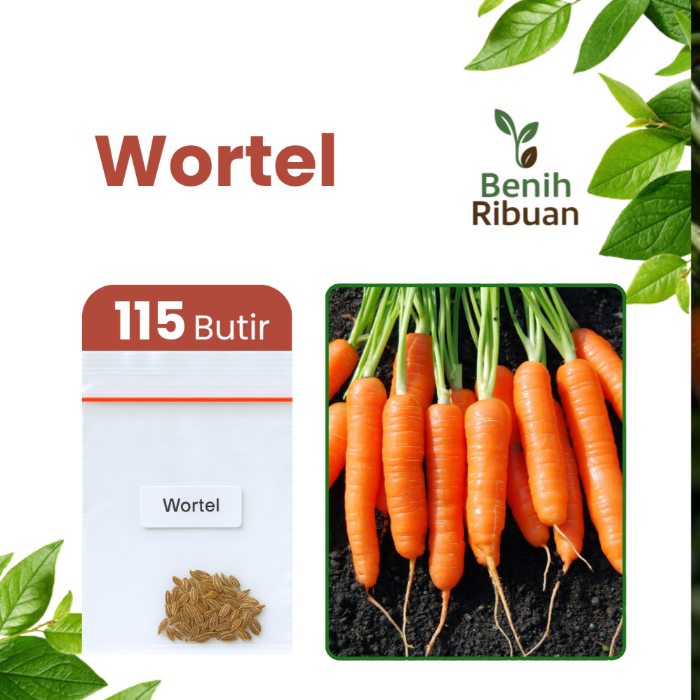 BENIH RIBUAN - Benih Wortel Unggul Bibit Sayur Wortel Super Benih Sayuran Berkualitas Premium