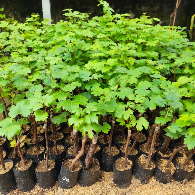 Tanaman Bibit Anggur Import Seedless (Tanpa Biji)