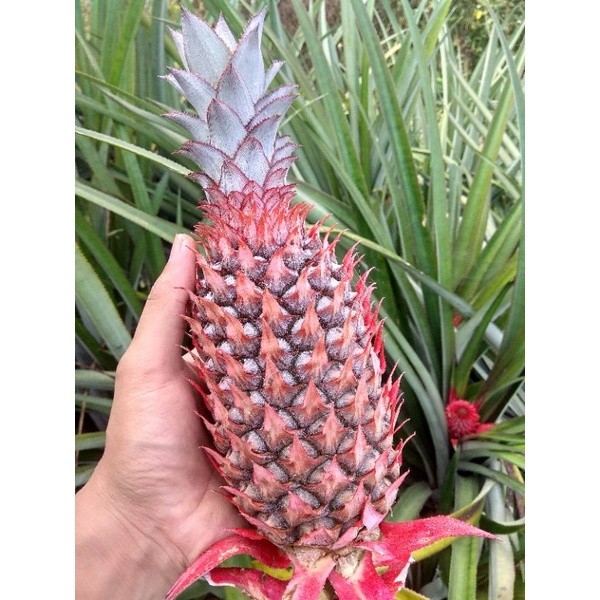 

[COD] Nanas muda masih merah || herbal alami || harga untuk 1 buah || 1 kg muat 2 buah