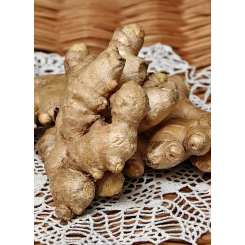 

jahe gajah 500grm fresh J.Y.A Jy J