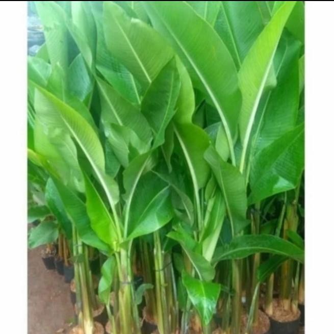 For salepisang karibay tinggi 2 meter pohon indoor / pohon outdoorbisa (cod)