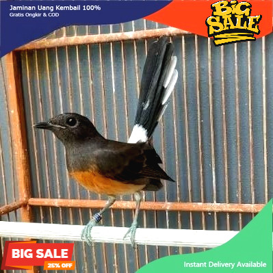 MURAI BATU MEDAN BETINA SIAPAN trah ekor panjang koang kicau