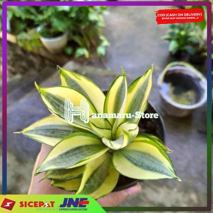 Tanaman Hias Lidah Mertua Pagoda DEWASA l Lidah Mertua