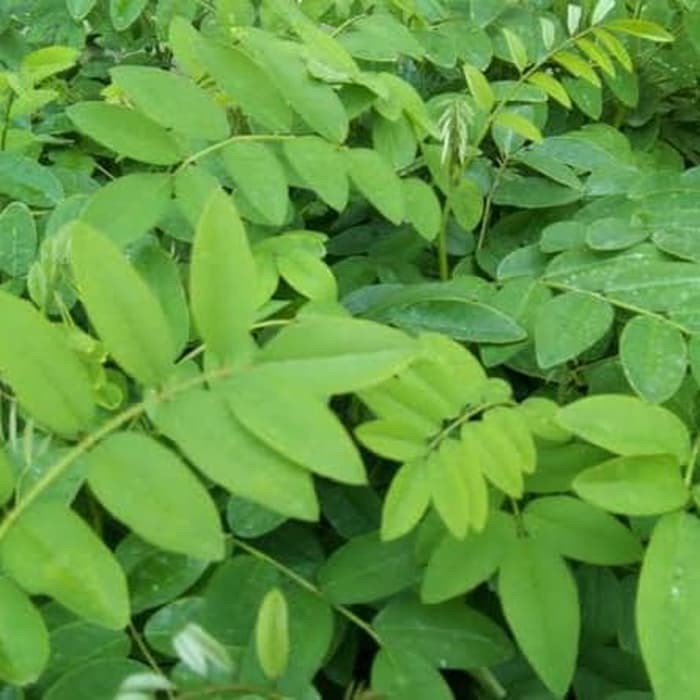 

Daun Indigofera obat /pakan ternak