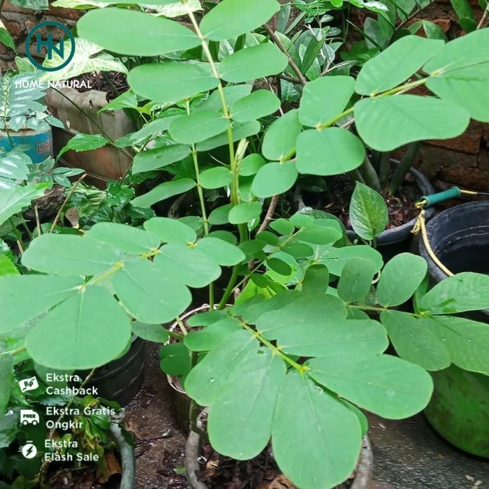 Bibit tanaman ketepeng Bibit herbal daun ketepeng