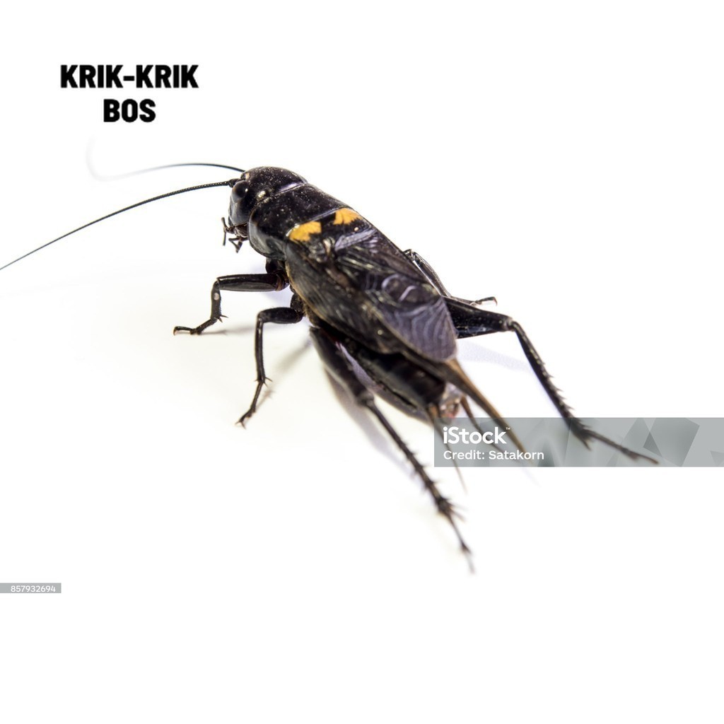 JANGKRIK ( SUPER BESAR ) Jangkrik Kalung Aduan Jaliteng Jerabang Jangkrik Genggong Ngerik - Bet - ja