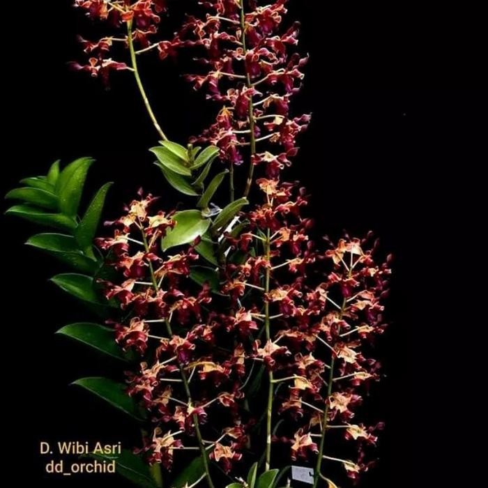 Tanaman hias anggrek dendrobium wibi asri