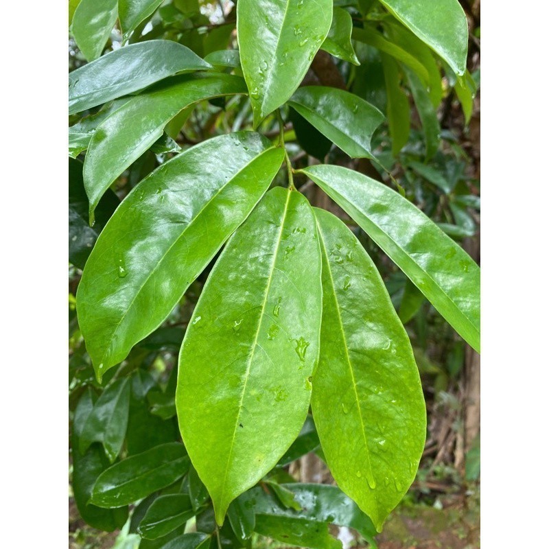 

Daun sirsak segar - Daun sirsak herbal per 100 lembar COD A. Sp