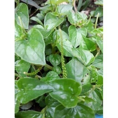 

New Promo 250 gram sirih cina - sirih bumi segar A.S H. Sp