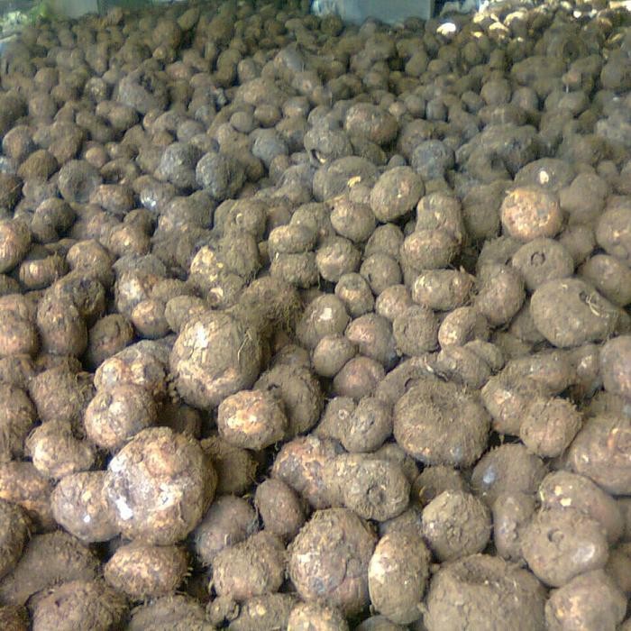 

Umbi Porang 1kg - Umbi Segar Langsung Dari Kebun, Jual Dalam Kemasan 1kg