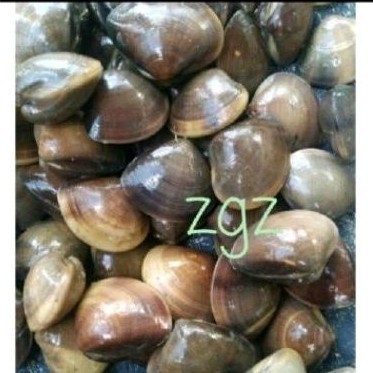 

Rmis kali 'kijing air hidup 500 gr' .