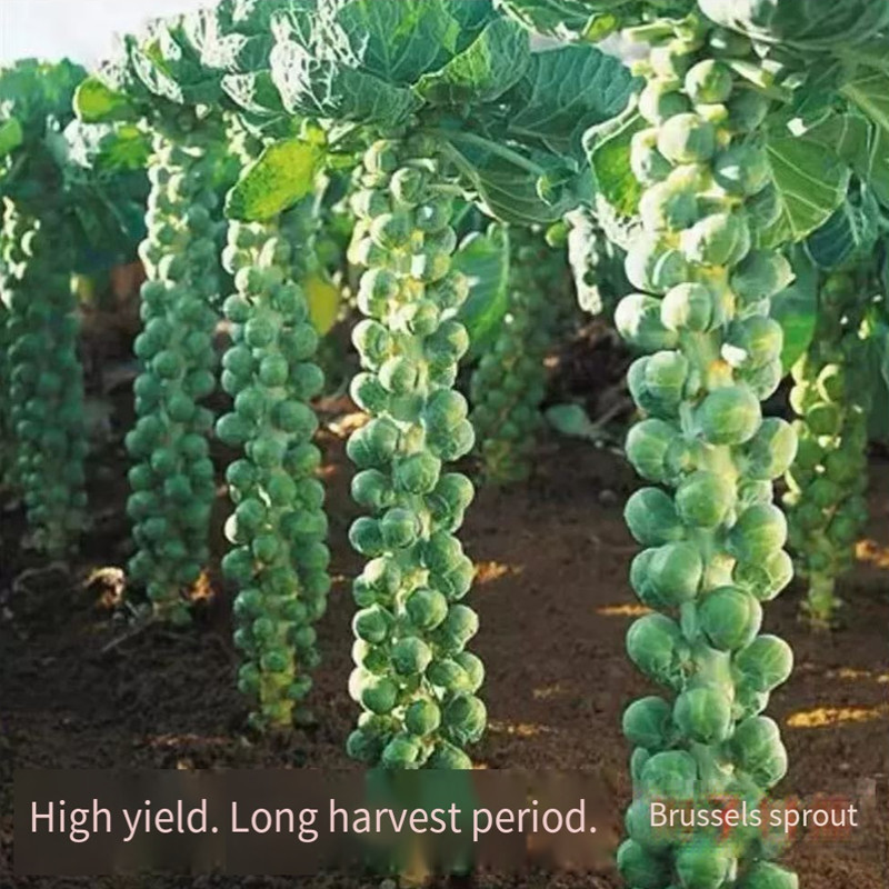 3Pcs Benih Bibit Sayur Brussel Sprout Kubis Mini Hijauungu Benih Brussel Seeds