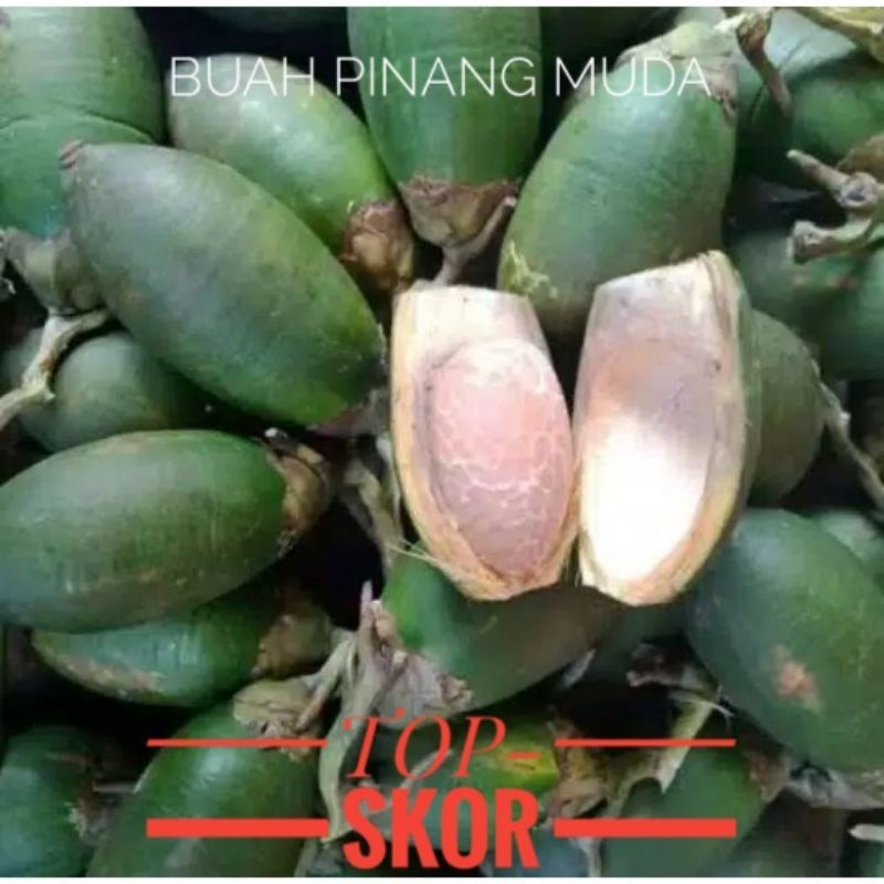 

Promo Buah Pinang Muda Segar, Buah Pinang Jambe, Buah Pinang Muda 1 kg