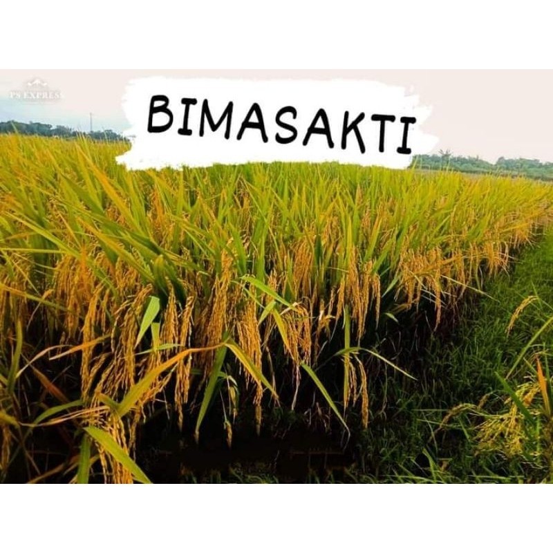 benih padi bima sakti kemasan 1kg