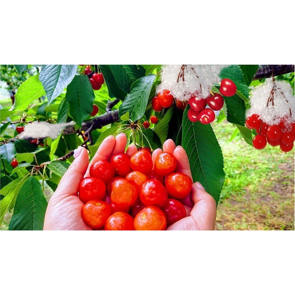 BUAH CHERRY/CERI JEPANG - Bibit Tanaman Cherry Jepang - Bibit Pohon Ceri Jepang