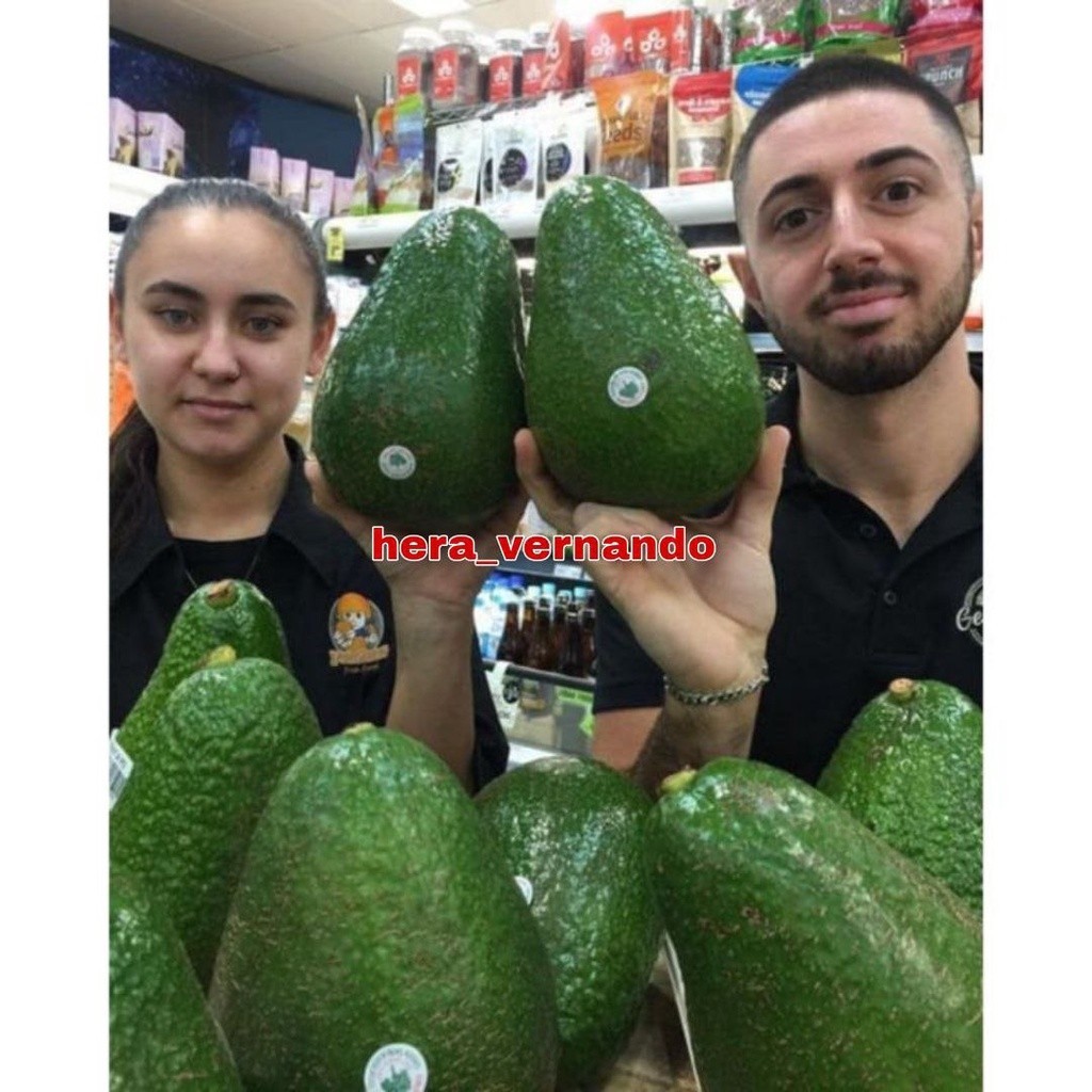 Bibit Alpukat Avozilla Super