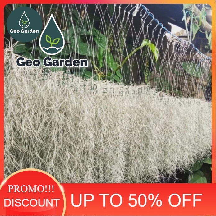 tanaman gantung jenggot musa