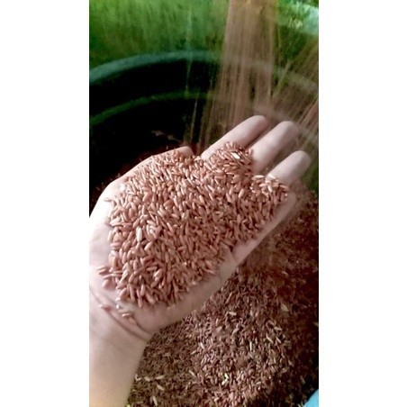 

Beras Merah 1kg SANG PERINTIS 22