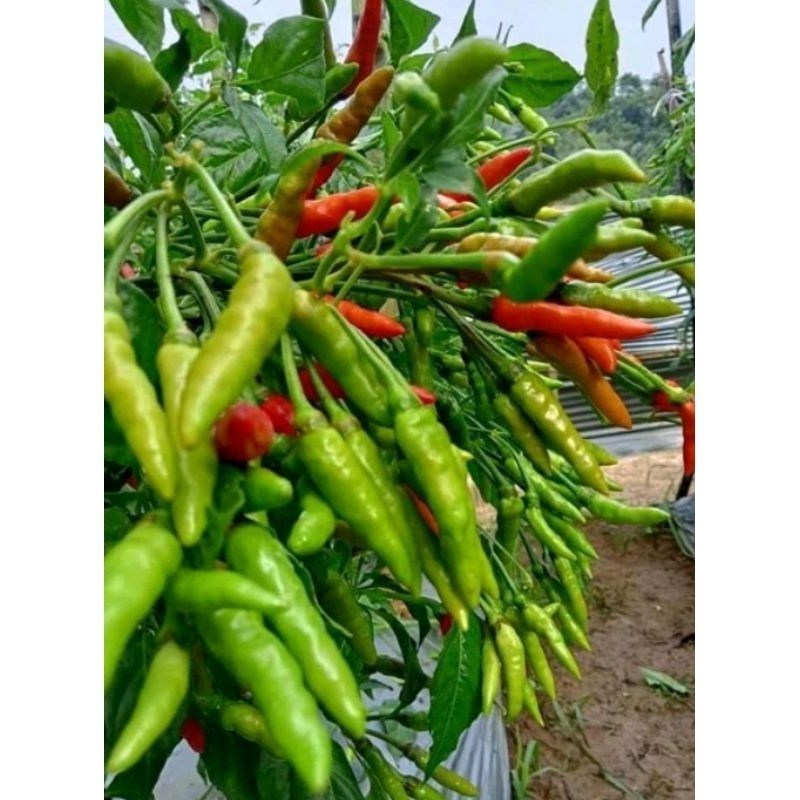 50 BENIH UNGGUL CABE RAWIT ORION HIJAU TAHAN VIRUS SANG PERINTIS 22