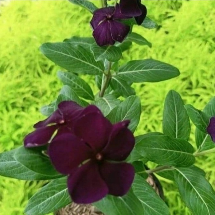 tanaman hias tanaman hidup bibit bunga vinca tapak dara