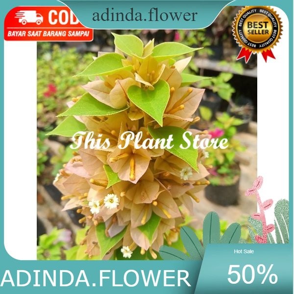 Tanaman Hias Bougenville Singapore Bunga Kuning ( Bisa COD )