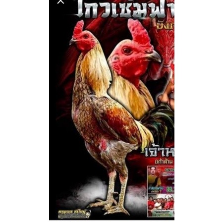 

Telur fertil ayam aduan yokeree x ninja kualitas super / mangon iq /pama iq / mangon vip / pama vip / bangkok super / pamalaw / pakhoy / khoyngon