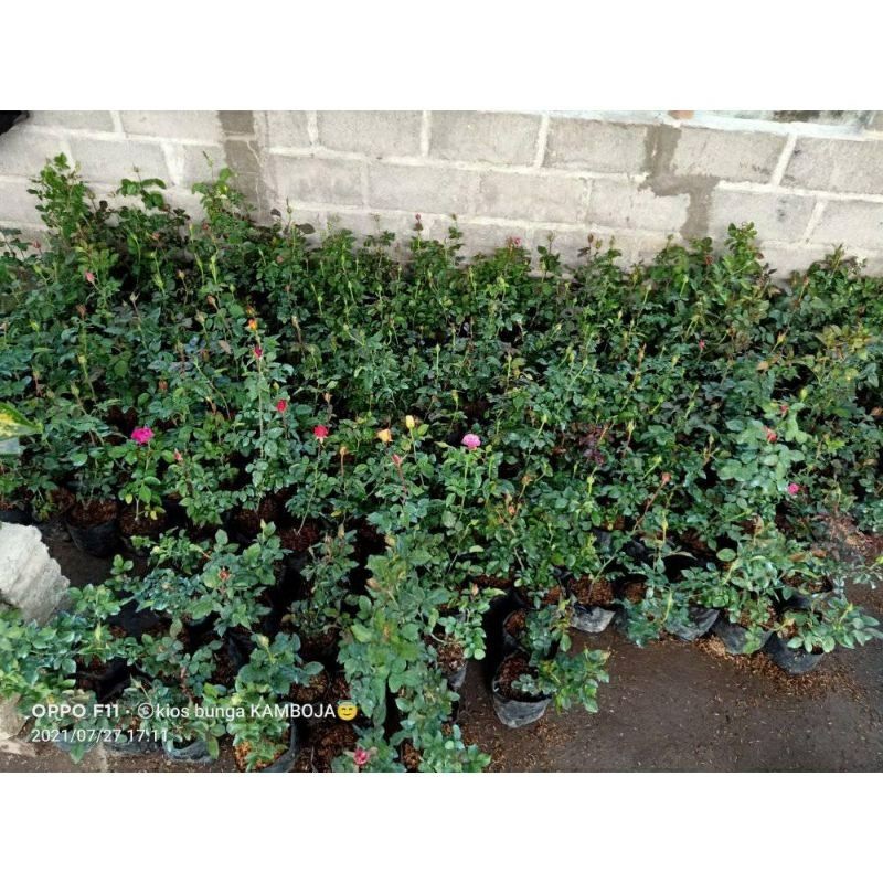 >(BISA COD) PROMO TERMURAH Tanaman hias mawar biru | bunga blue mawar hidup | tanaman hias bunga maw