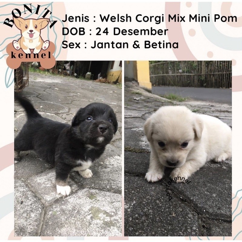 Welsh Corgi Mix Mini Pom Anakan Anjing Corgi Minipom Mini Pomerania Jantan Betina Corgi Mix