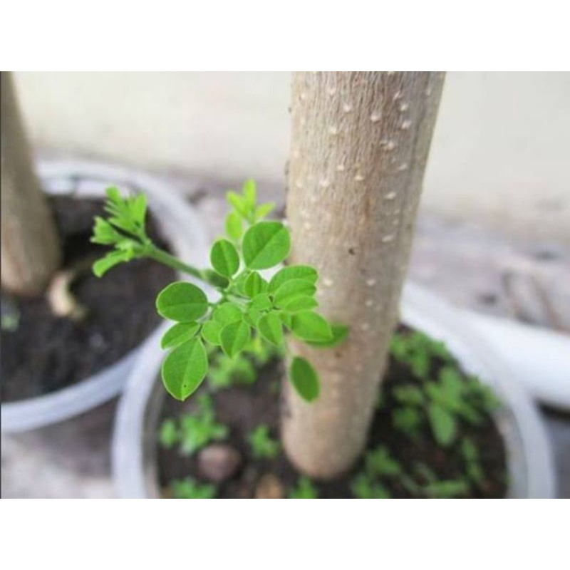 Bibit stek kelor/bibit kelor