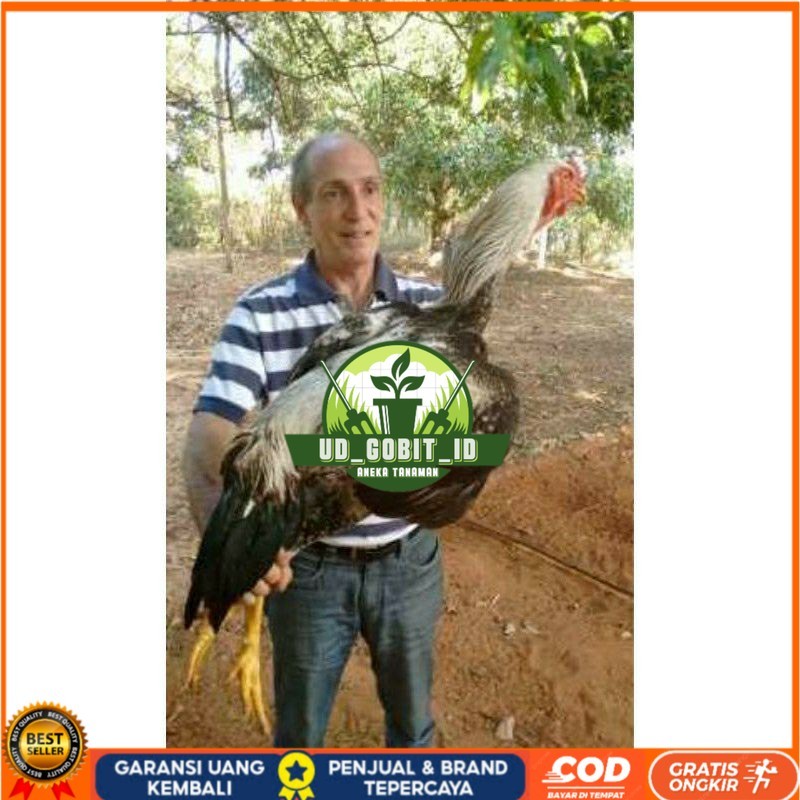 

TELUR AYAM GOWA / GORILA JAWA SUPER UNTUK DI TETASKAN UD_GOBIT_ID