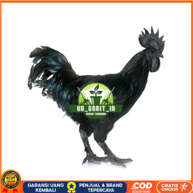 

TELUR FERTIL AYAM CEMANI LH UNTUK DI TETASKAN UD_GOBIT_ID