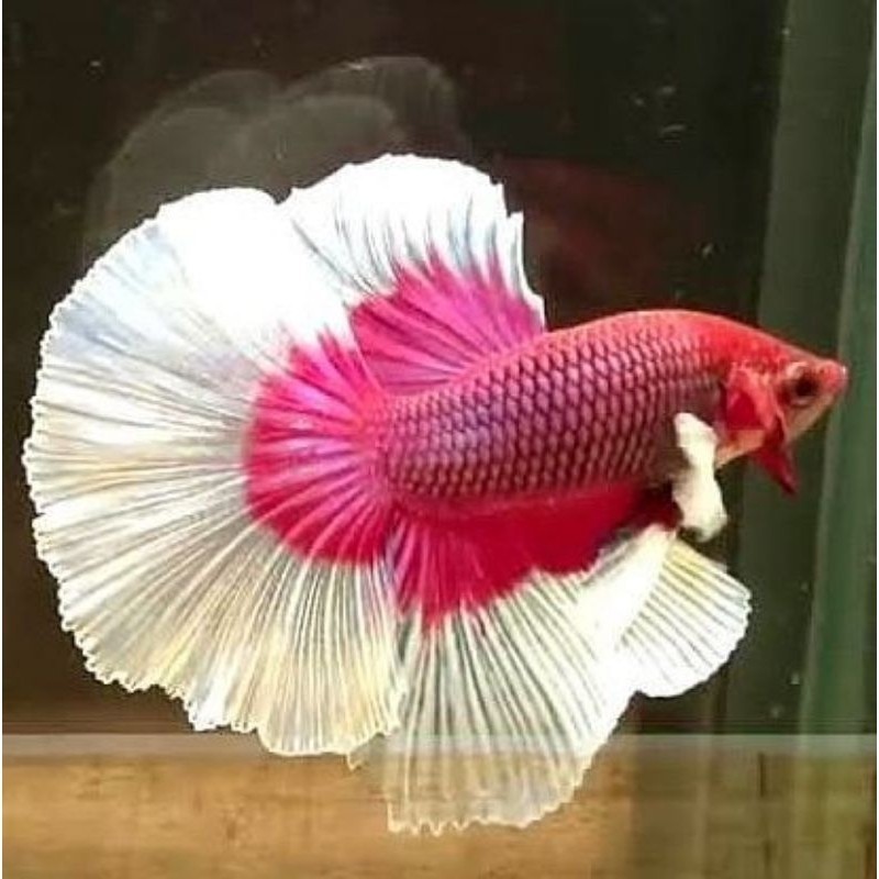 

stiker anomali LIVE PROMO HALFMOON WARNA CANTIK CUPANG