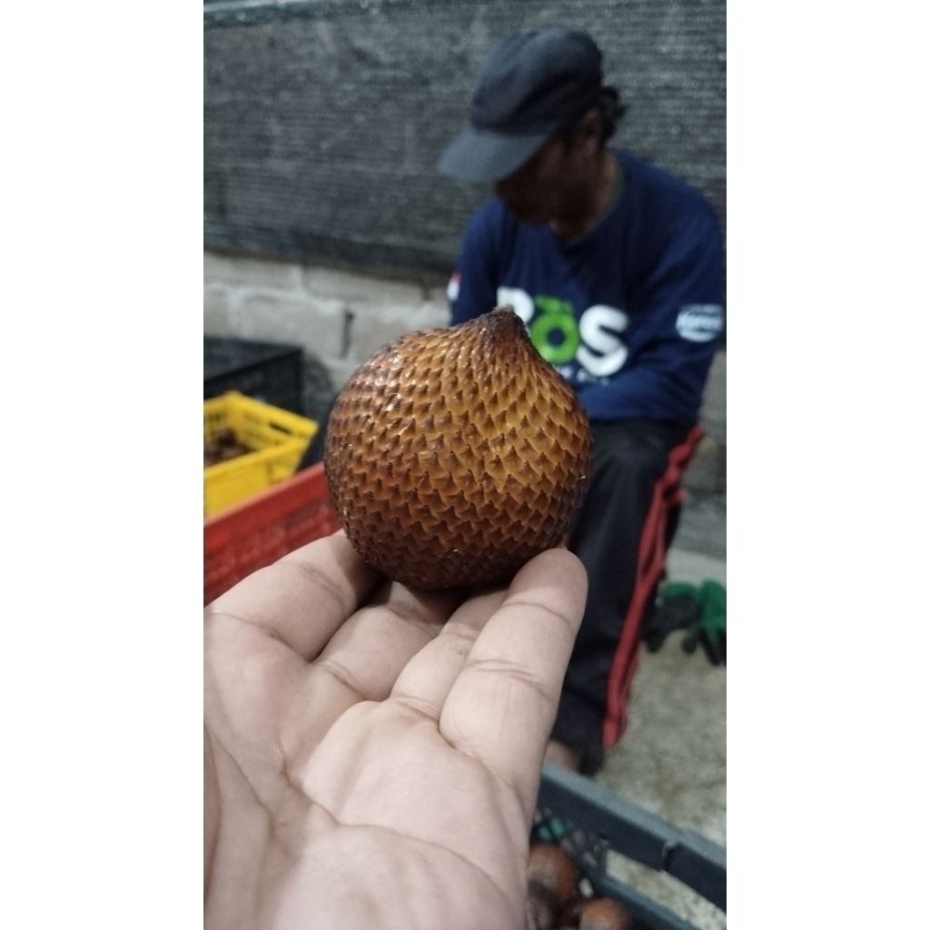

New Salak Gula Pasir BaliPremium