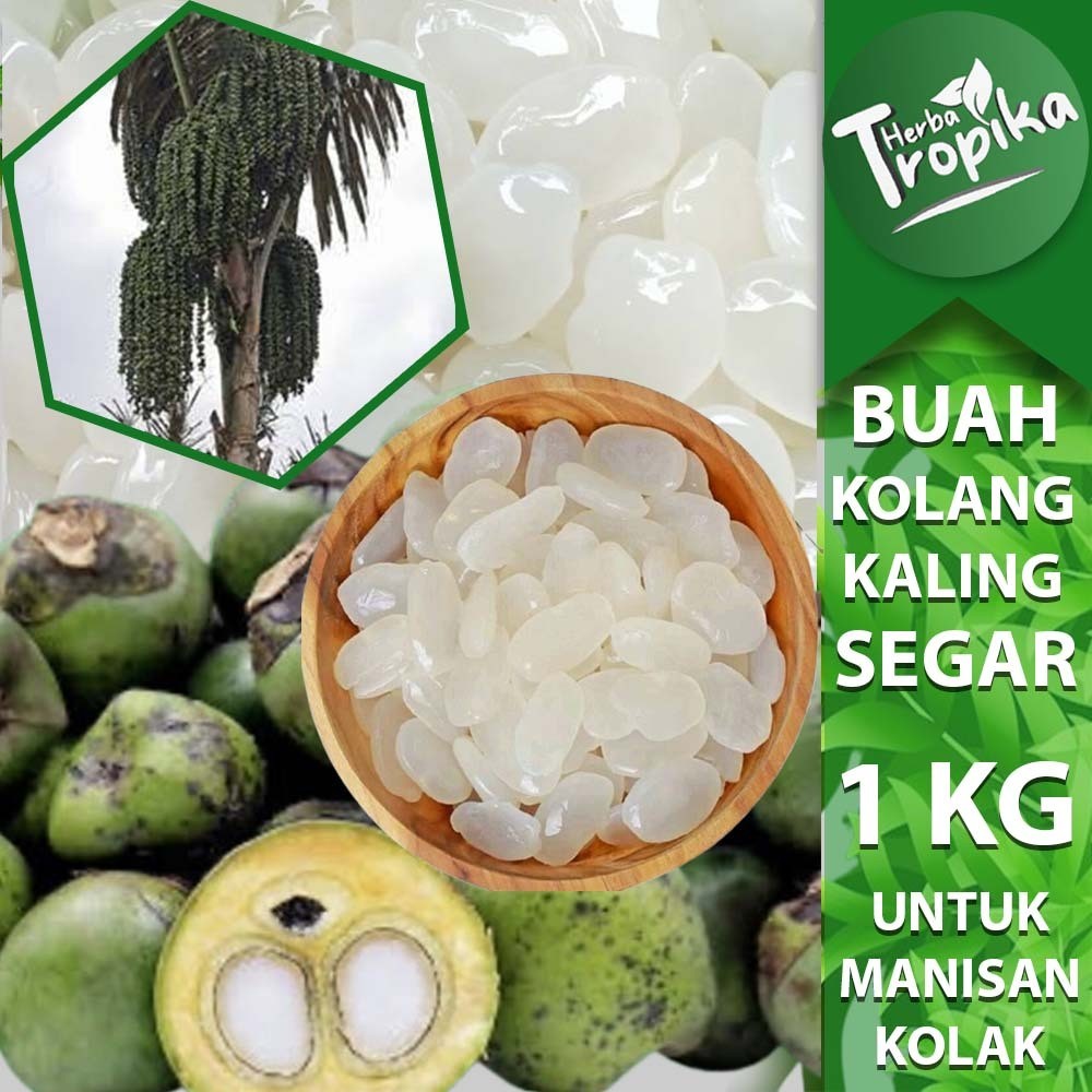 

Kolang kaling Segar 1 kg Sudah direbus dan di bersihkan toko herba tropika