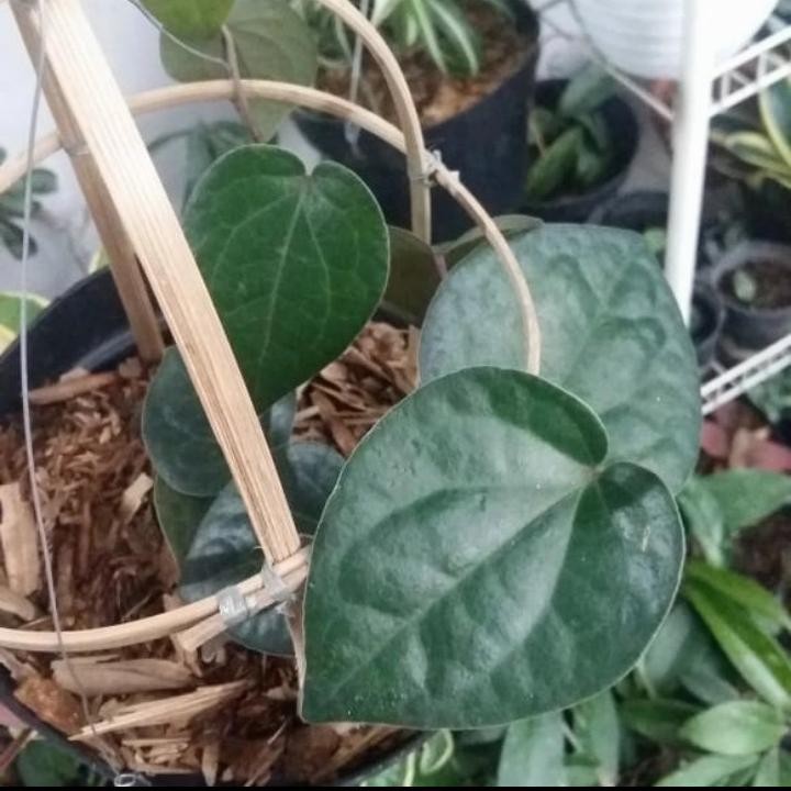 Tanaman hias sirih hitam - tanaman hias unik