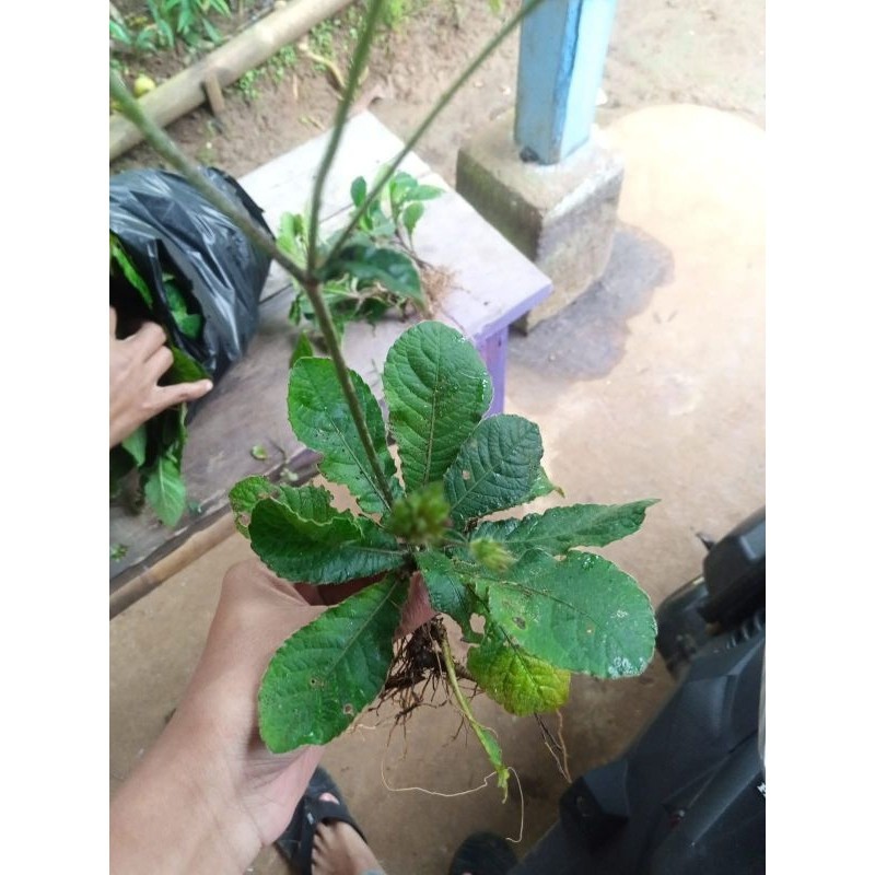 

Daun tapak lima500g Rempah_herbalCo