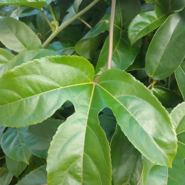 

Termurah 50 lembar daun markisa segar kualitas super Rempah_herbalCo