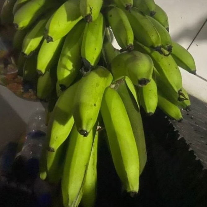 

Buah Pisang Mentah QB Prm Pisang Bangkaulu Fresh