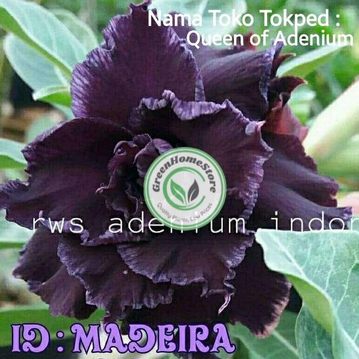 Tanaman Hias Bunga Adenium Tumpuk Kamboja Jepang id Madeira size A