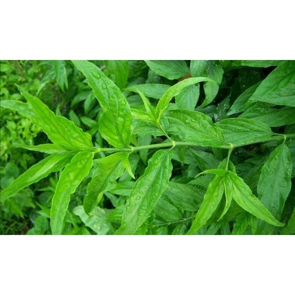 

DAUN BELALAI GAJAH SEGAR Gendis Sabah Snake Grass Clinathanus Batang Herbal COD