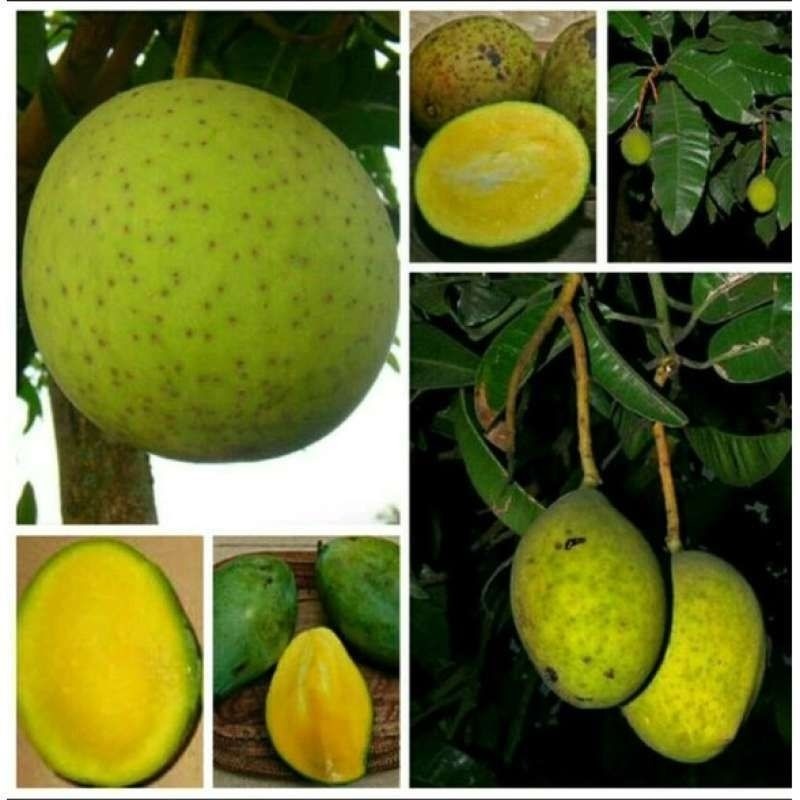 BIBIT / POHON MANGGA KWENI OKULASI CEPAT BERBUAH