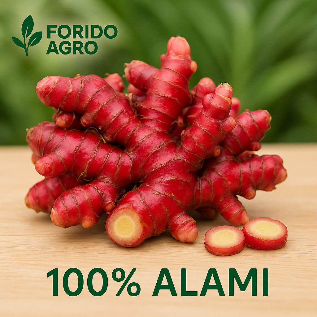 

Jahe Merah Super Grade A Jahe Merah Segar 100% Alami Jahe Merah Organik Kualitas Super