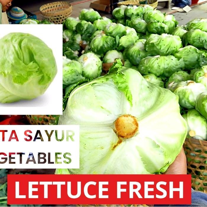 

LETTUCE FRESH SAYUR SELADA KEMASAN 500G