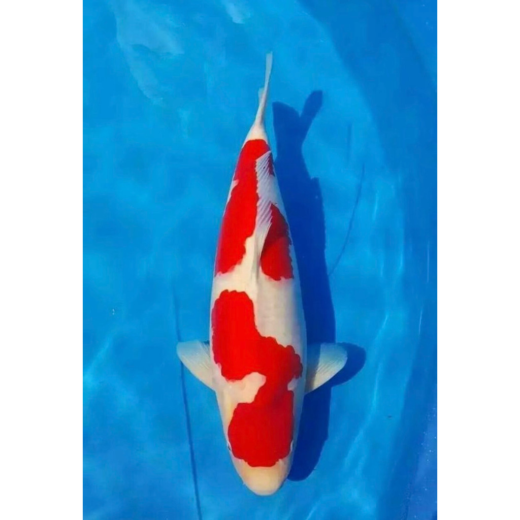 PROMO MURAH Ready Koi Kohaku Size 20-25Cm Super Berquality Blitar Grade A