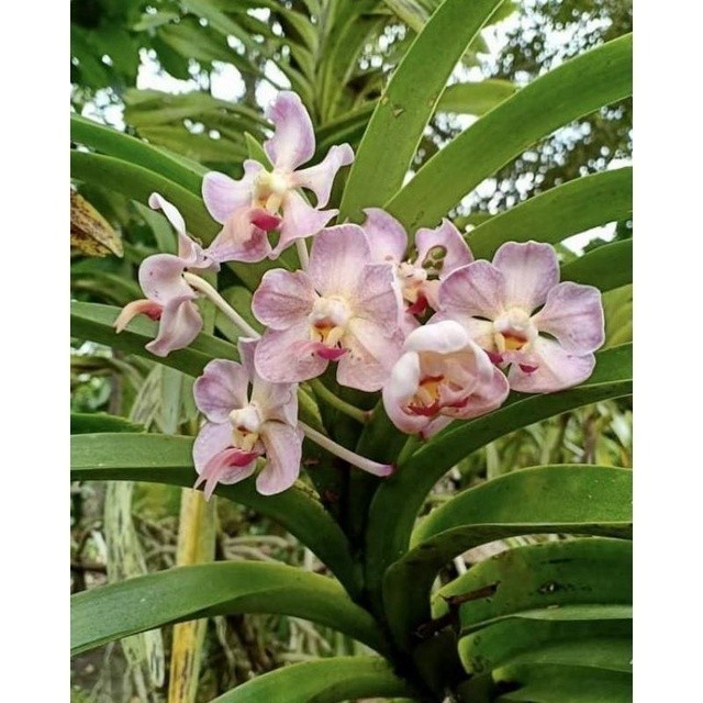 promo anggrek Vanda fuetida ukuran dewasa ready