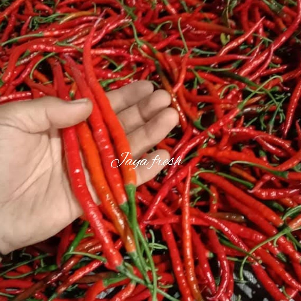 

Paket Cabai Merah Keriting Fresh Kualitas Super 1Kg