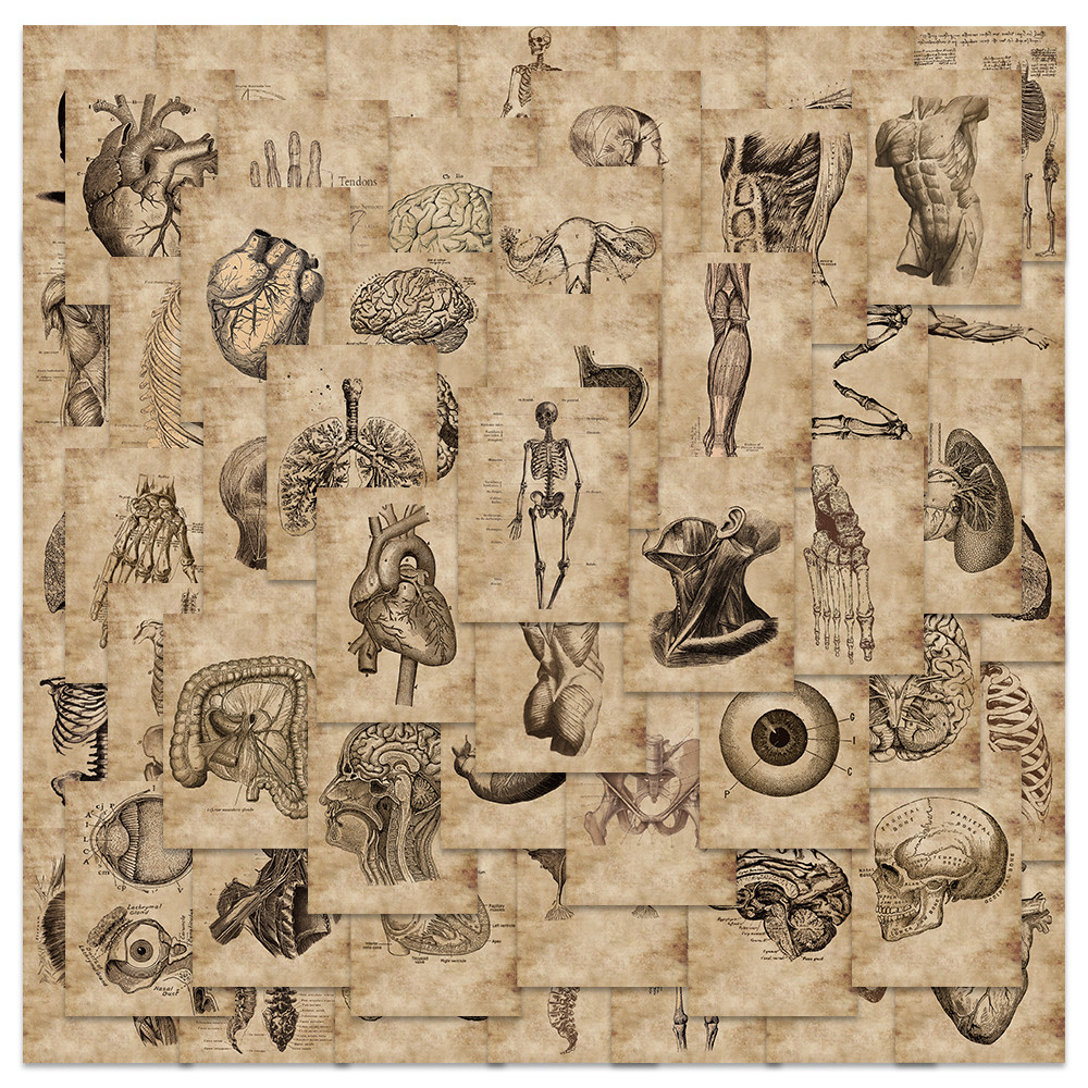 

56Pcs Creative Human Anatomy Physiology Heart Skull Internal Organs Sticker Skeleton Graffiti Stickers Luggage Laptop Sticker