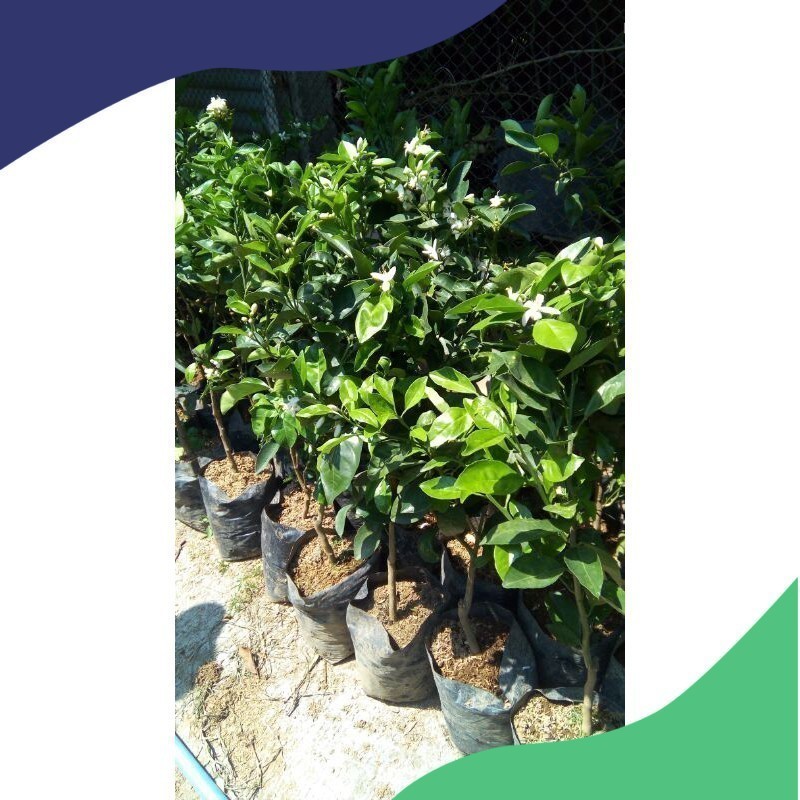 BIBIT JERUK KEPROK SIEM KONDISI BERBUAH