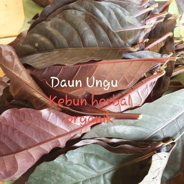 

Daun unggu